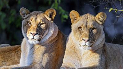 Lioness big cat predator photo 4k wallpaper