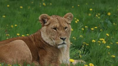 Lioness big cat predator picture 4k wallpaper