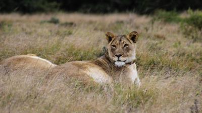 Lioness big cat predator 4k wallpaper