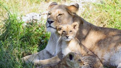 Lioness cub family image 4k wallpaper