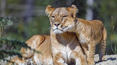 Lioness cub family picture 4k wallpaper