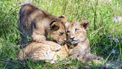 Lioness cub family 4k wallpaper