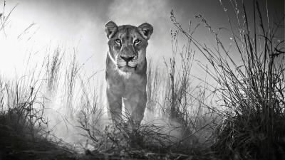 Lioness female lion 4k wallpaper