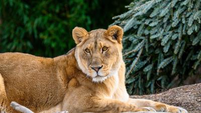 Lioness glance big cat 4k wallpaper