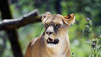 Lioness grin predator 4k wallpaper