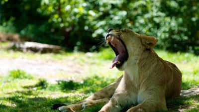 Lioness jaws protruding tongue 4k wallpaper