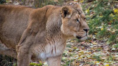 Lioness lion predator big cat young 4k wallpaper