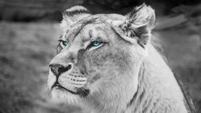 Lioness muzzle eyes 4k wallpaper
