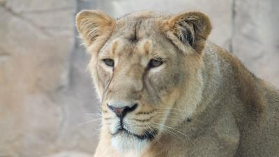 Lioness muzzle predator look 4k wallpaper