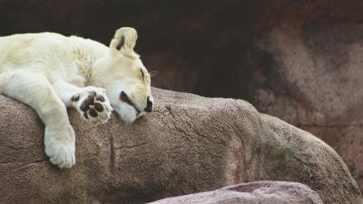 Lioness predator asleep 4k wallpaper