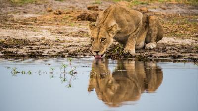 Lioness predator big cat image 4k wallpaper