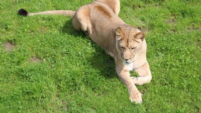 Lioness predator big cat lying grass 4k wallpaper