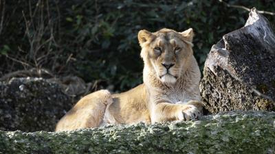 Lioness predator big cat 4k wallpaper