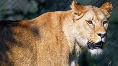 Lioness predator glance 4k wallpaper