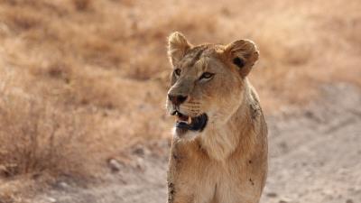 Lioness predator lion grin 4k wallpaper