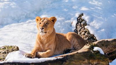 Lioness relax snow 4k wallpaper