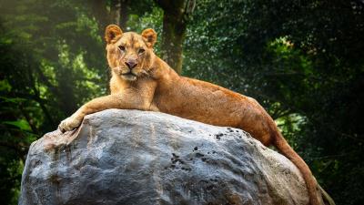 Lioness stone big cat 4k wallpaper