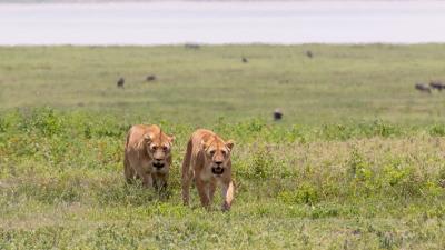 Lionesses predators big cat 4k wallpaper