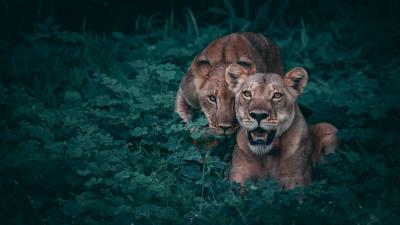 Lionesses predators grass 4k wallpaper