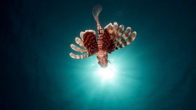 Lionfish fish swim 4k wallpaper
