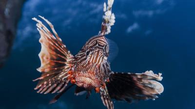 Lionfish striped lionfish zebra fish broadbarred firefish 4k wallpaper