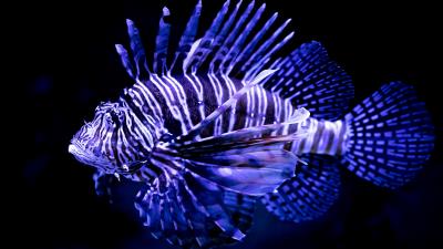 Lionfish underwater hd 4k wallpaper