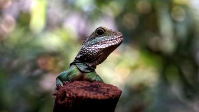 Lizard amphibian reptile 4k wallpaper