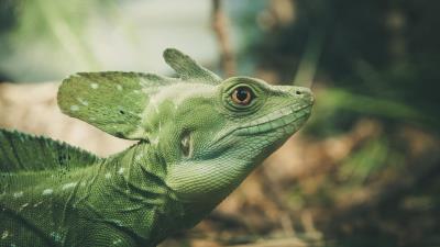 Lizard green color reptile 4k wallpaper
