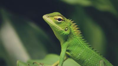 Lizard green lizard reptile 4k wallpaper