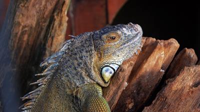 Lizard iguana reptile color 4k wallpaper