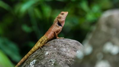 Lizard reptile amphibian 4k wallpaper