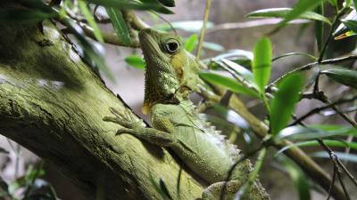 Lizard reptile branch climb 4k wallpaper