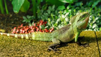 Lizard reptile color green 4k wallpaper