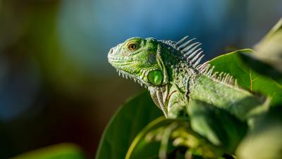 Lizard reptile color leaves 4k wallpaper