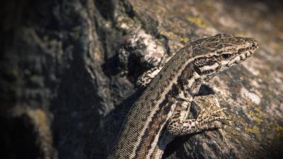 Lizard reptile color 4k wallpaper