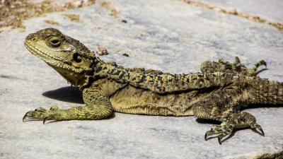 Lizard reptile cyprus 4k wallpaper