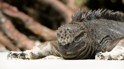 Lizard reptile large wallpaper 4k wallpaper