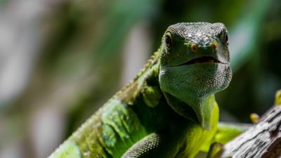 Lizard reptile muzzle scales 4k wallpaper