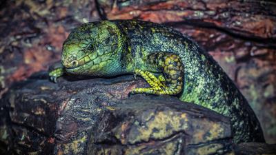 Lizard reptile stone color 4k wallpaper