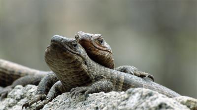 Lizards steam stone 4k wallpaper