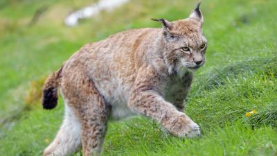 Lynx big cat animal image 4k wallpaper