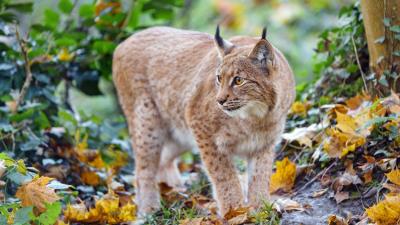 Lynx big cat predator 4k wallpaper