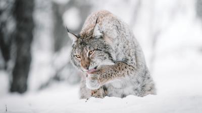Lynx big cat protruding tongue 4k wallpaper