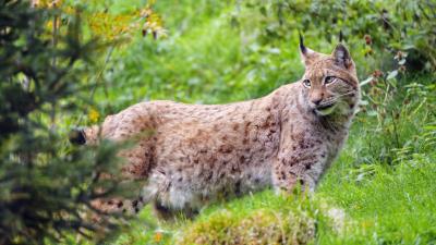 Lynx glance big cat 4k wallpaper