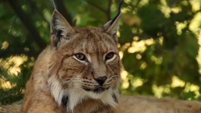 Lynx predator big cat muzzle 4k wallpaper