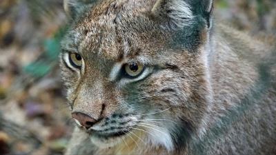 Lynx predator wild cat 4k wallpaper