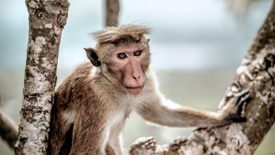 Macaque monkey animal 4k wallpaper