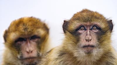 Macaque monkey view 4k wallpaper