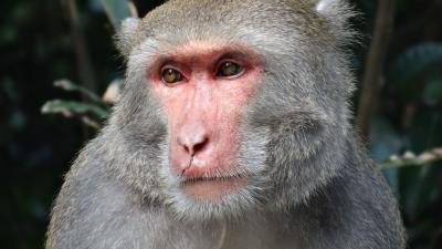 Macaque taiwan muzzle eyes 4k wallpaper