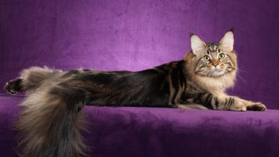 Maine coon cat fluffy tail 4k wallpaper